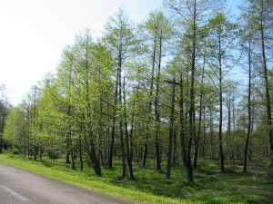 IMG_0021 